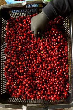 Fresh coffee bean Stock Photos