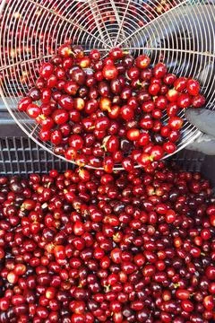 Fresh coffee bean Stock Photos