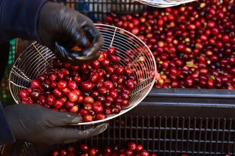 Fresh coffee bean Stock Photos