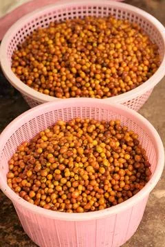 Fresh coffee bean Stock Photos