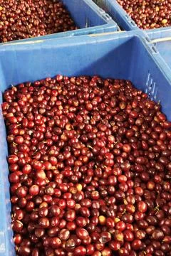 Fresh coffee bean Stock Photos