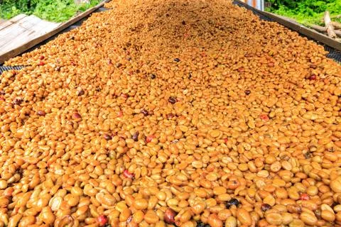 Fresh Coffee Beans Drying On Mesh Screens At Rural Plantation High Angle Shot Stock Photos