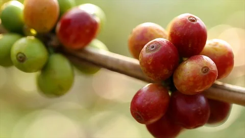 Fresh coffee beans Stock Footage 104267537