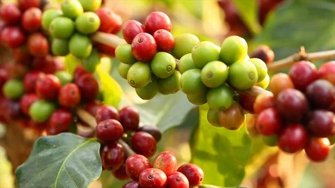 Fresh coffee beans Stock Footage 104297223