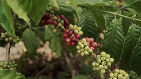 Fresh coffee beans growing on coffee trees Video stock 137648023