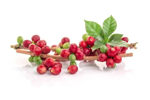 Fresh coffee beans with leaf on white background Foto stock