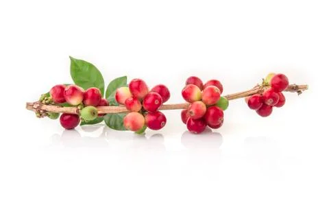 Fresh coffee beans with leaf on white background Stock Photos