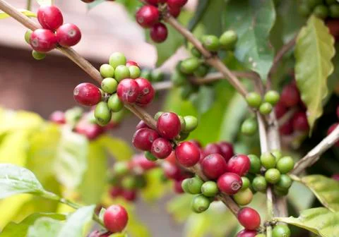 Fresh coffee beans Stock Photos