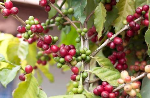 Fresh coffee beans Foto stock
