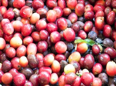 Fresh coffee beans Foto stock