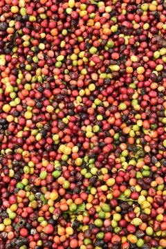 Fresh coffee beans 写真素材