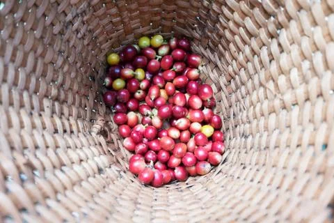 Fresh Coffee beans Stock Photos
