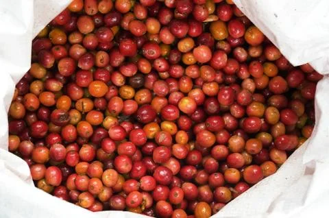 Fresh coffee beans Stock Photos