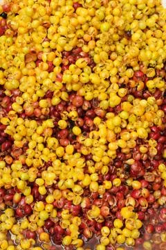 Fresh coffee beans Stock Photos
