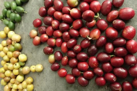 Fresh coffee beans Stock Photos
