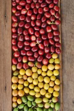 Fresh coffee beans Foto stock