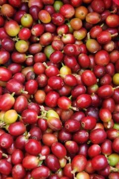 Fresh coffee beans Stock Photos