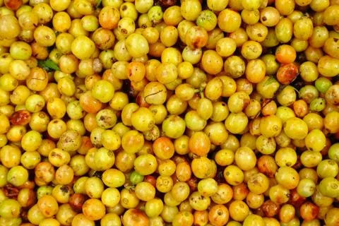 Fresh coffee beans Stock Photos