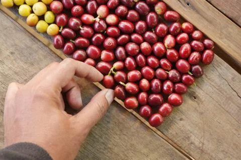 Fresh coffee beans Stock Photos