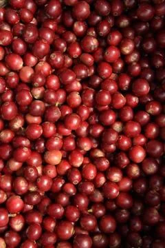 Fresh coffee beans Foto stock