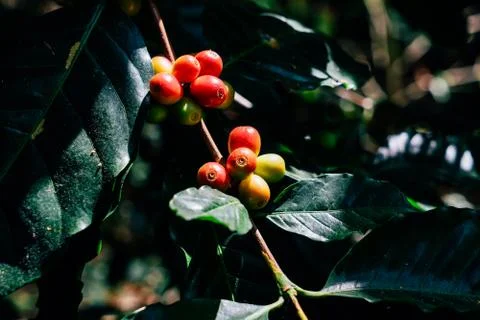 Fresh coffee beans Foto stock