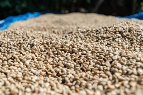 Fresh coffee beans Stock Photos