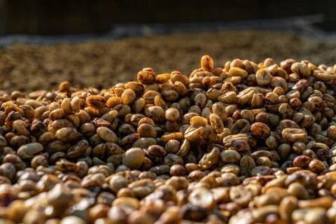 Fresh coffee beans Foto stock