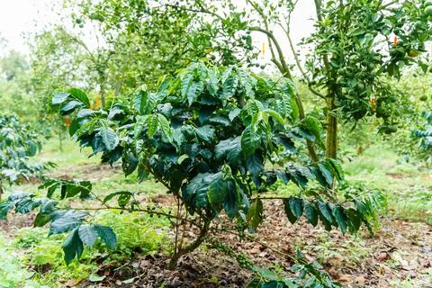 Fresh coffee beans Stock Photos