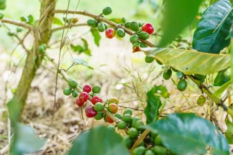 Fresh coffee beans Stock Photos