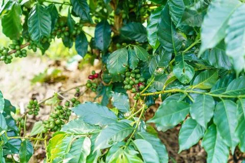 Fresh coffee beans Stock Photos