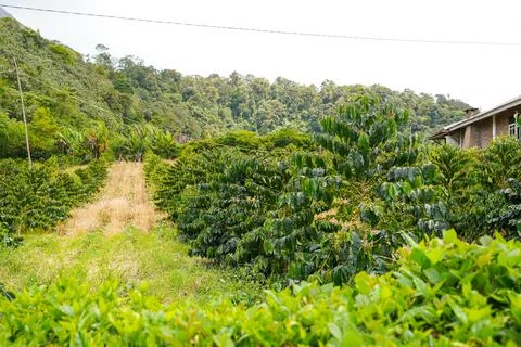 Fresh coffee beans Foto stock
