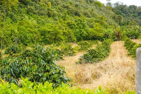 Fresh coffee beans Foto stock