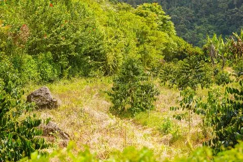Fresh coffee beans Stock Photos