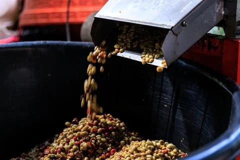 Fresh Coffee Beans Pouring From Processing Machine Into Collection Containe.. Foto stock