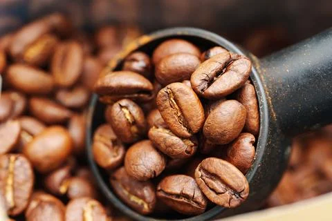 Fresh coffee beans ready for brewing in a container Stock Photos