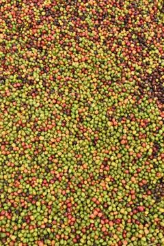 Fresh coffee beans before roast Foto stock