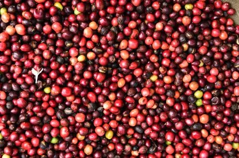 Fresh coffee beans before roast Stock Photos