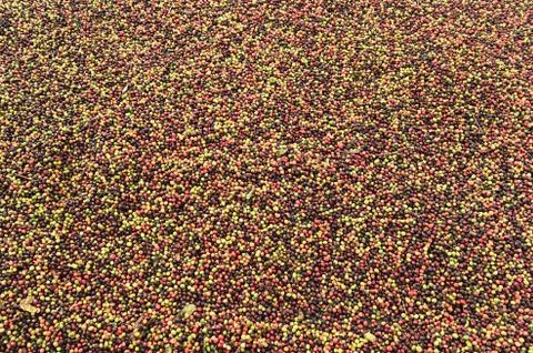 Fresh coffee beans before roast Stockfoto's