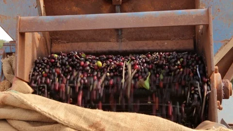 Fresh coffee beans on a treadmill Stock Footage 113289829