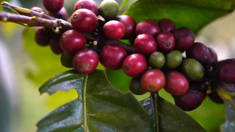 Fresh coffee cherries Stock Footage 75400079