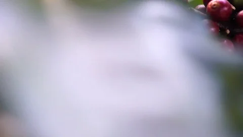 Fresh coffee cherries Video stock 75400158