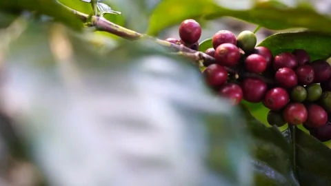 Fresh coffee cherries Stock-Footage 75400211