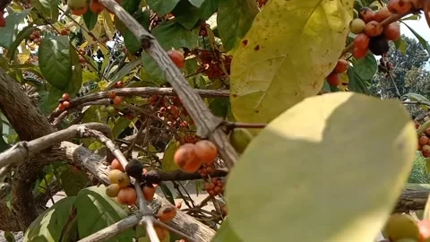 Fresh coffee cherries hang from tree branches. Stock Footage 340491692