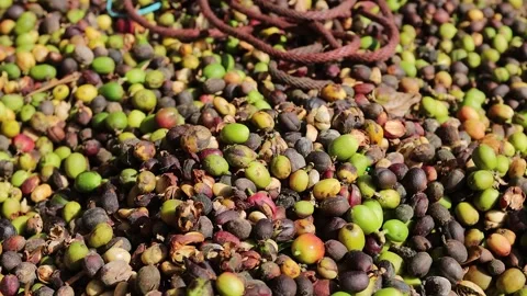 Fresh Coffee Cherries Harvest Pile in Natural Farm Close Up Stock Footage 338028126