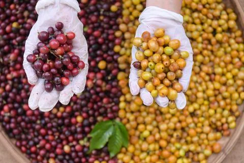 Fresh coffee cherry beans Stock Photos