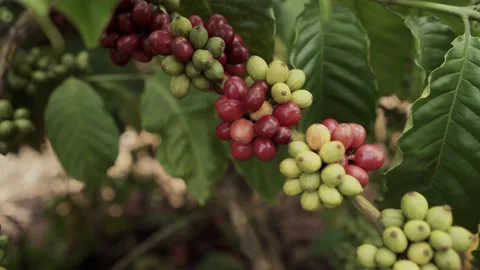 Fresh coffee cherry. Coffee beans ripening on trees in Vietnam Video stock 137647698