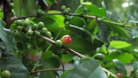 Fresh coffee cherry on tree, Arabicas Coffee Tree,Close Up Coffee beans Stock Footage 140764919