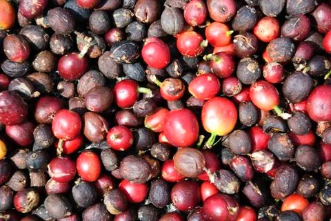 Fresh coffee grains Stock Photos