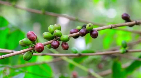 Fresh coffee seeds on tree Stock Footage 12176398
