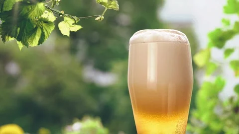 Fresh cold beer in a glass Stock Footage 245354880